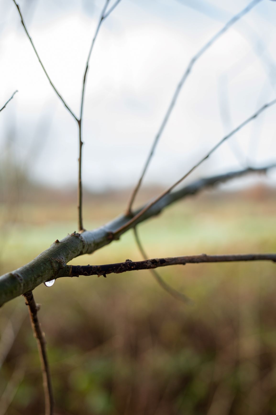 landschappen