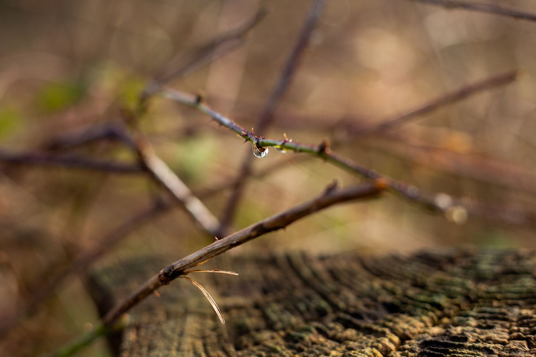 landschappen